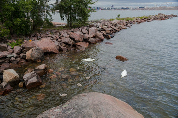 Swans in the water in Lauttasaari Helsinki Finland