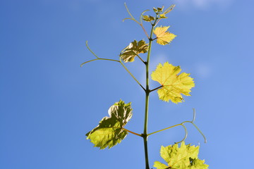 A grape vine climbing towards the sky