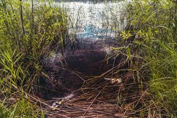 Reed beds in the water on a sunny day