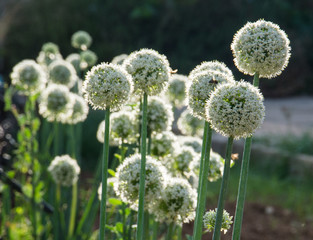 white garlic blossoms