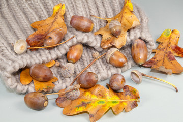 Glands et feuilles de chêne sur bonnet de laine