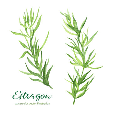 Estragon. Vector watercolor illustration
