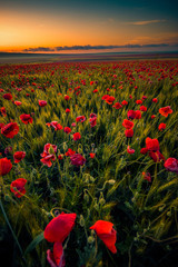 Fototapeta premium Amazing beautiful multitude of poppies growing in a field of wheat