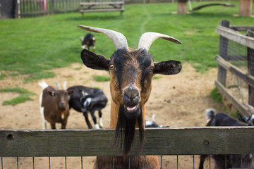 offended muzzle of a goat