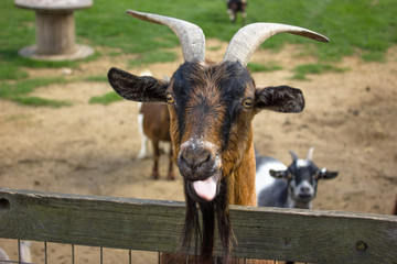 offended muzzle of a goat