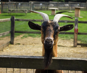 offended muzzle of a goat