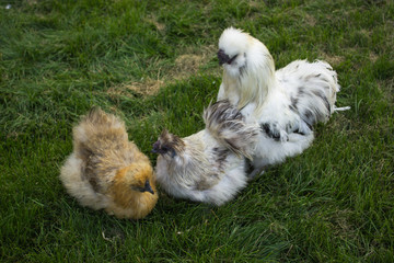 decorative chicken with a cock Chinese silk chicken