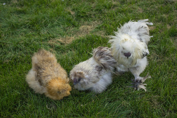 decorative chicken with a cock Chinese silk chicken