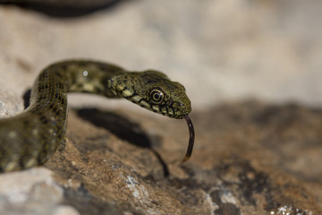 one small creeping river snake on a stone close