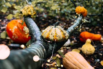 Different kinds of pumpkins with fairy lights