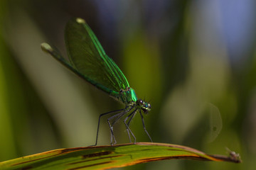 one small wild green dragonfly sitting on a leaf close