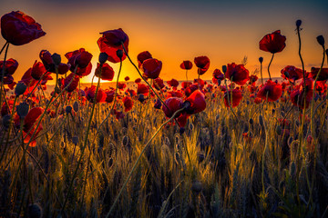 Colorful scene of lots of poppies at sunrise growing in a field of wheat