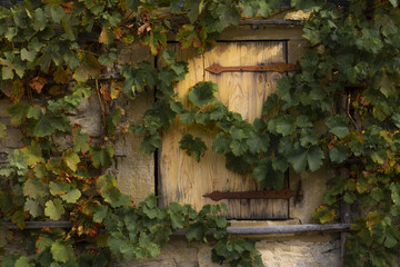 Fototapeta na wymiar Grape vines on a stone wall