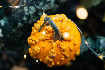 One orange pumpkin with fairy lights