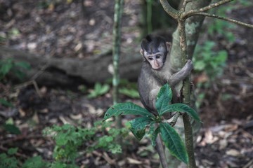 monkey