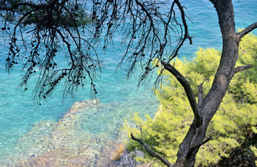 Fototapeta na wymiar Puglia, Italy, Pino d'Aleppo with Adriatic Sea in background in a sunny day