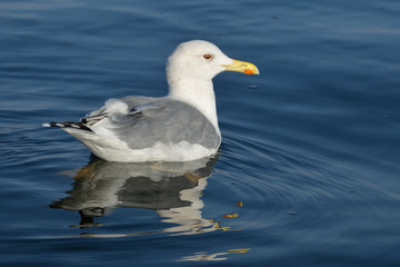 Fototapeta na wymiar The Silver Seagull