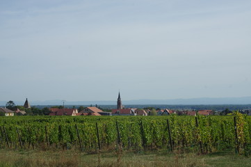 vignobles alsacien 