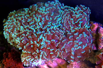 Euphyllia hammer lps coral in reef aquarium