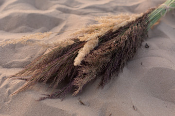 a bouquet of spikes. spikelets.  reed. the bouquet on the sand. desert © Svetlana