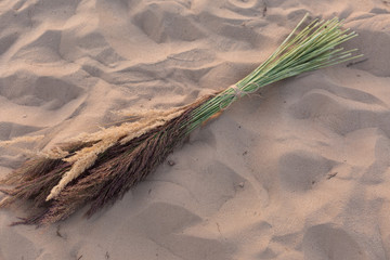 a bouquet of spikes. spikelets.  reed. the bouquet on the sand. desert
