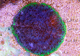 Fungia Plate LPS coral in reef aquarium © Kolevski.V