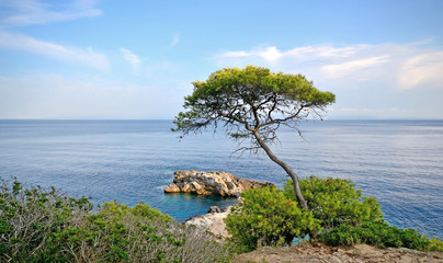 Fototapeta na wymiar Puglia, Italy, August 2018, a glimpse of the rocky coast of the San Domino island, with a pine tree in foreground