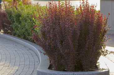 Barberry autumn bush with red leaves closeup