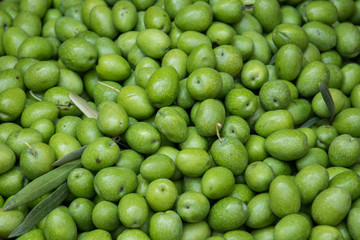 Raw green olives 