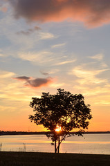 Tree silhouetted against the setting sun.Sunlight of setting sun reflected off the Irish sea.