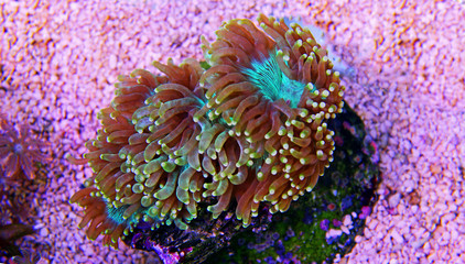 Obraz premium Elegance LPS koralowy - Catalaphyllia Jardinei