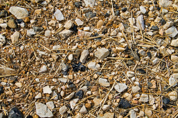 Barren land: arable soil with lots of cobbles, mostly limestone and flint