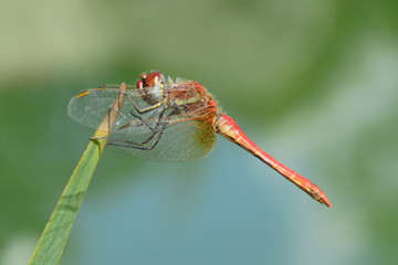 red dragonfly macro photo
