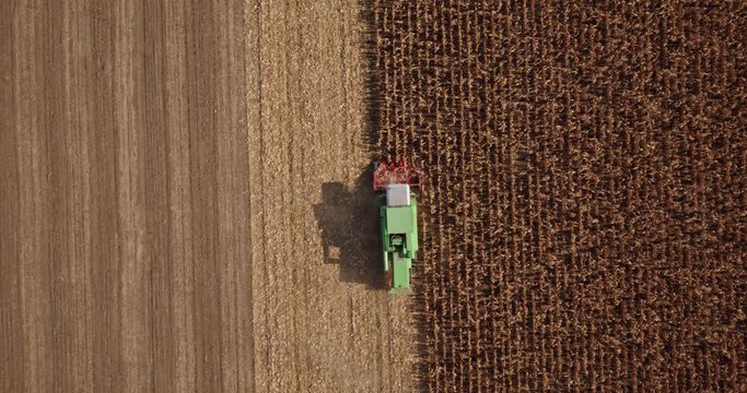 An aerial drone shot of a combine harvester harvesting corn maize crops at field.