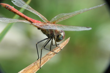 red dragonfly macro photo