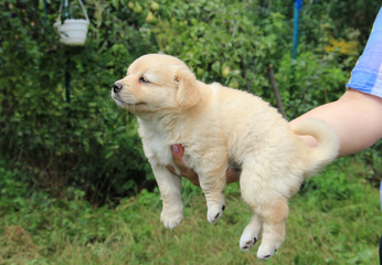 portrait of a charming little puppy