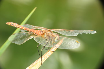 red dragonfly macro photo
