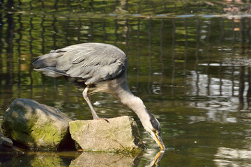 Grey heron dips its beak into water,drinking water from pond.