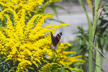 butterfly on a blooming ambrosia