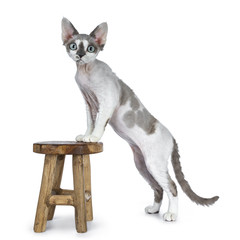 Adorable blue tonkanese point with white Devon Rex cat kitten girl standing side ways on stool isolated on a white background looking straight in lens with gorgeous pastel green eyes 