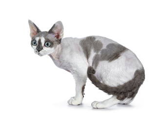 Adorable blue tonkanese point with white Devon Rex cat kitten girl standing side ways isolated on a white background looking in front of her with gorgeous pastel green eyes 
