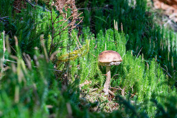 Norwegen, Lofoten, Kirche, Statue, Rentiere, Polarnacht