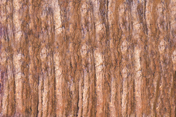 The texture of the rock surface, similar to the bark of a tree