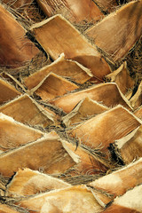 Palm tree trunk closeup