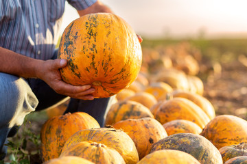 Close up of senior farmer hands examining pumpkin before harvesting. - obrazy, fototapety, plakaty