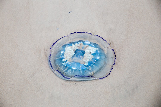 Blaue Nesselqualle