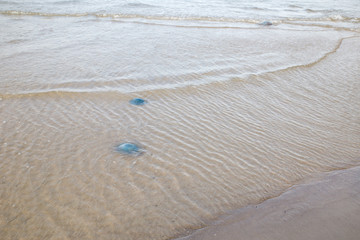 Blaue Nesselquallen
