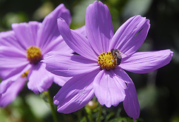 L'ape e il fiore
