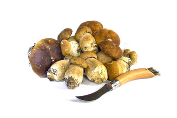 Raw mushrooms collection. Cep isolated on white