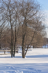 Fototapeta na wymiar Winter landscape with trees in a snow-covered park